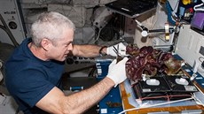 Steve Swanson z Expedice 39 s první várkou salátu vypěstovanou na ISS v roce...