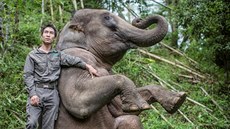 Sloni indičtí jsou v Číně od roku 1997 chráněným druhem.