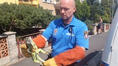 Leguán zelený dal karlovarským strá�ník�m po�ádn� zabrat, ne� se jim ho...