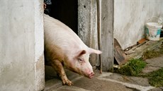 Ochran� proti obt�ování zápachem nad míru p�im��enou se lze domáhat tzv. negatorní �alobou.