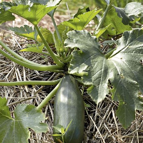 Cuketm vyhovuje mulovn a povalovn se na slm.