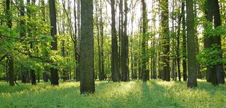 Kunovský les je vstupem do pírody jen kousek od jednoho z uherskohradiských...