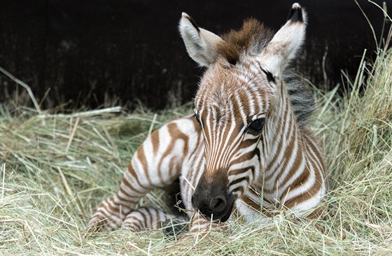 V pražské zoo se narodilo mládě zebry Böhmovy (28.8.2015).
