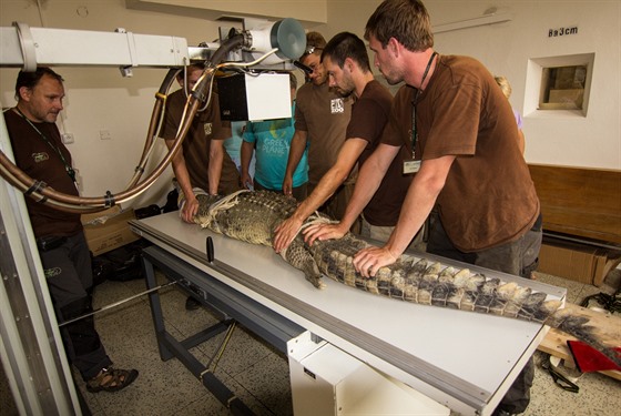 Vyšetření téměř třímetrového krokodýla štítnatého vážícího 60 kilogramů není...