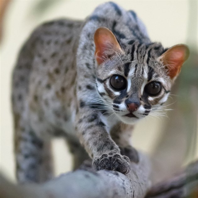 Kočka palawanská patří mezi nejmenší kočkovité šelmy na světě.