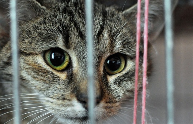 Vai pomoc neodmítne ádný zvíecí útulek, a ji nabídnete o Vánocích nebo...