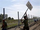 Stavba plotu na maarské hranici (24. srpna 2015)