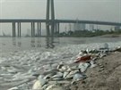 Moe v Tchien-inu vyplavilo tisíce mrtvých ryb