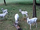 Bílí jeleni v oboe leby