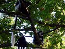 Guerézy plátíkové najdete v praské zoo na jednom z Opiích ostrov ve spodní...