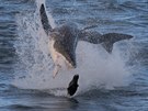 Hon žraloka za lachtanem či tuleněm se často odehrává nad hladinou, protože...
