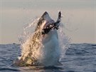 Pro velkého bílého žraloka je ploutvonožec (lachtan, tuleň či mrož) pouhou...