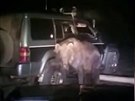 Medvd zaútoil na auto na ruských Kurilských ostrovech.