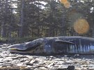 Moe u Aljaky vyplavilo desítky mrtvých velryb.
