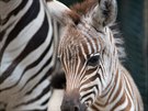 V pražské zoo se narodilo mládě zebry Böhmovy (28.8.2015).