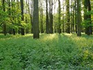 Kunovský les je vstupem do pírody jen kousek od jednoho z uherskohradiských...