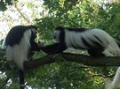 Opice se v zoo Praha porvaly o mlád