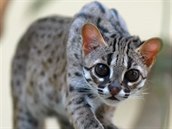 Kočka palawanská patří mezi nejmenší kočkovité šelmy na světě.