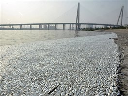 Tisíce mrtvých ryb vyplavila eka Chaj-che asi est kilometr od...