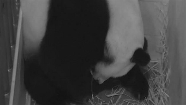Panda Mei Xiang na zbru kamery po narozen prvnho mldte.