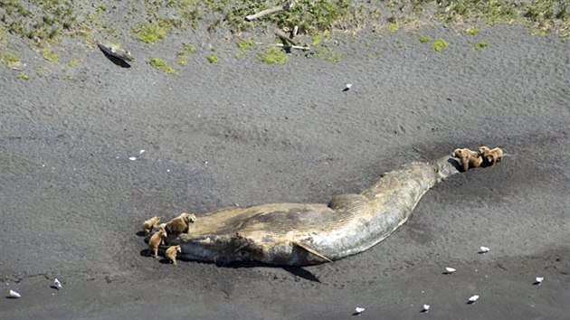 Moe u Aljaky vyplavilo destky mrtvch velryb. Jejich zdechliny na pobe neunikly ani pozornosti medvd grizzly.