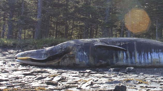 Moe u Aljaky vyplavilo destky mrtvch velryb.