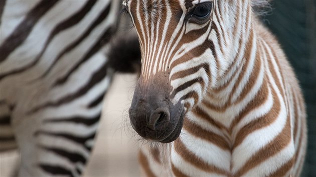 V prask zoo se narodilo mld zebry Bhmovy (28.8.2015).