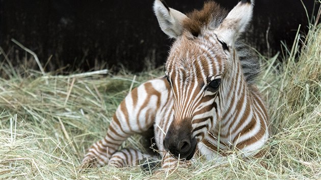 V prask zoo se narodilo mld zebry Bhmovy (28.8.2015).