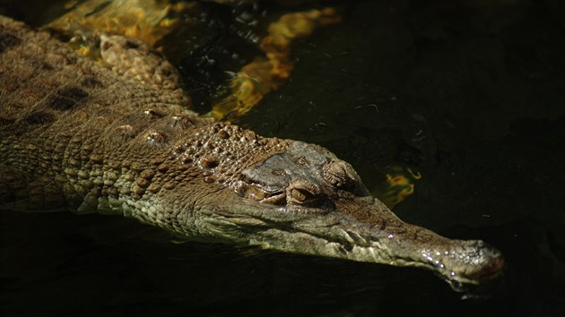 Krokodýl štítnatý.