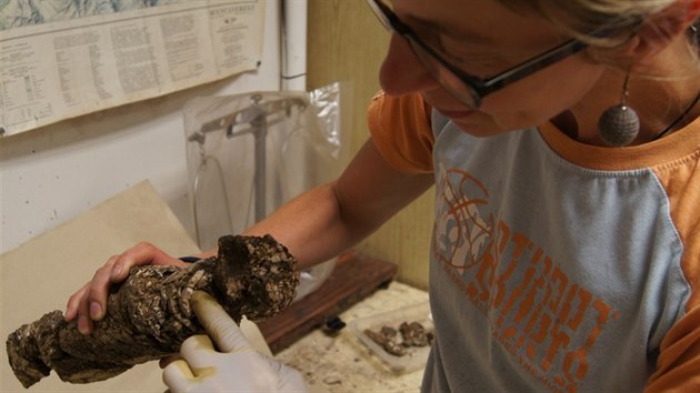 Zrestaurovan plmetrov lomek mamutho klu v rukou konzervtorky Anny Veeov.