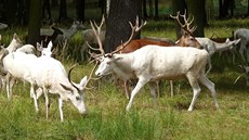 B�l� jeleni v obo�e �leby