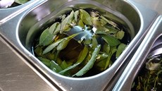 Do ka�dé nádoby dejte hrst bylinek a zalijte olejem.