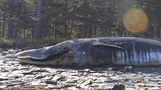Moe u Aljaky vyplavilo desítky mrtvých velryb.