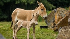 V ostravském safari se narodilo mlád onagera  vzácného asijského osla....