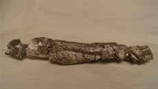 Zrestaurovaný plmetrový úlomek mamutího klu.