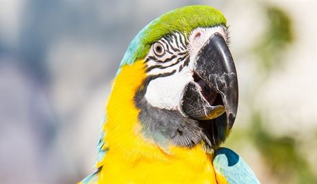 Papouci umjí vyjadovat emoce pomocí toho, e jim zervená ke kolem oí nebo zobáku.