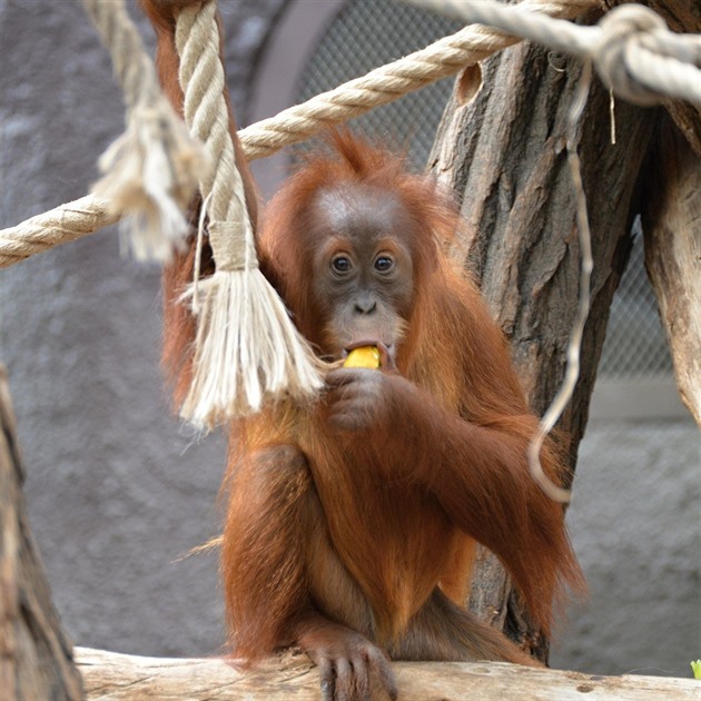 Orangutani utekli z výběhu. Zpět je nalákali, jak by napadlo asi každého