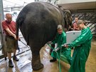 Ultrazvukové vyšetření samic slonů indických za účasti předního evropského...