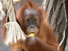 Oslavy Mezinárodního dne orangutan si uila i dvouaplletá samika Diri.