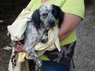 Skupina dobrovoln�k� hledala odhozen� zubo�en� psy v les�ch u obce Homyle na...