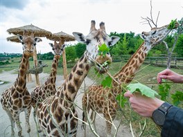 V zoo v praské Troji to o letoním horkém lét doslova pulsuje a tém kadý...