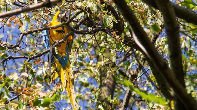Papoušek vysoko ve větvích. (31. srpna 2015)