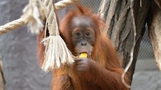 Orangutaní samička Diri v pražské zoo
