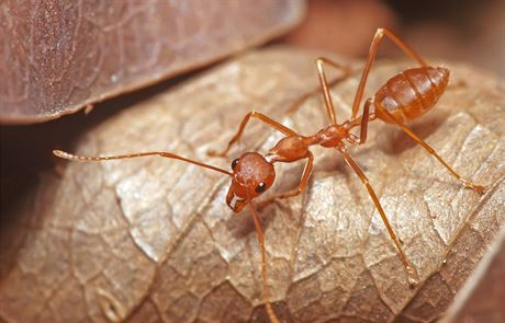 Dlník druhu Oecophylla smaragdina