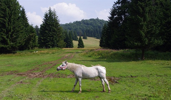 Chov koní na krasové planin Geravy