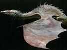 Ilustrace z knihy Bestiá Harryho Pottera