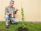 Vina� Stanislav Rudolfsk� k�t� v�nem prvn� sazenici obnoven� hradeck� vinice.