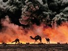 Velbloudi na ropných polích Al-Ahmadi, Kuvajt