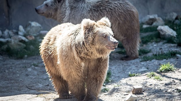 Dva medvdi plav si uvaj vbh v zoo Ohrada v Hlubok nad Vltavou.