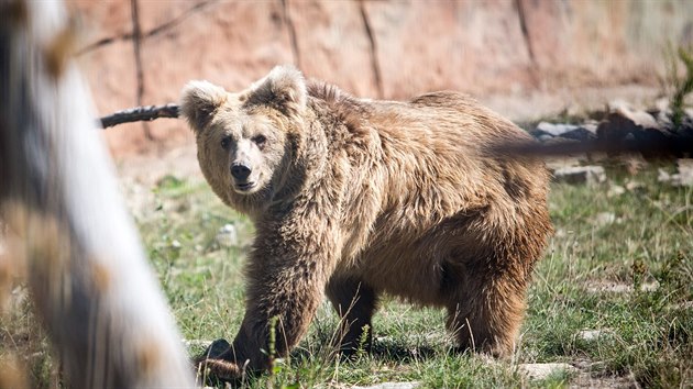 Dva medvdi plav si uvaj vbh v zoo Ohrada v Hlubok nad Vltavou.